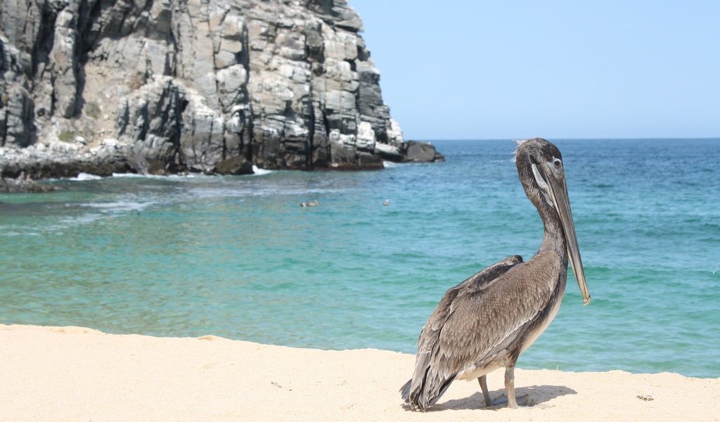 Обои скалы, море, песок, пляж, побережье, птица, клюв, пеликан, rocks, sea, sand, beach, coast, bird, beak, pelican разрешение 2816x1880 Загрузить