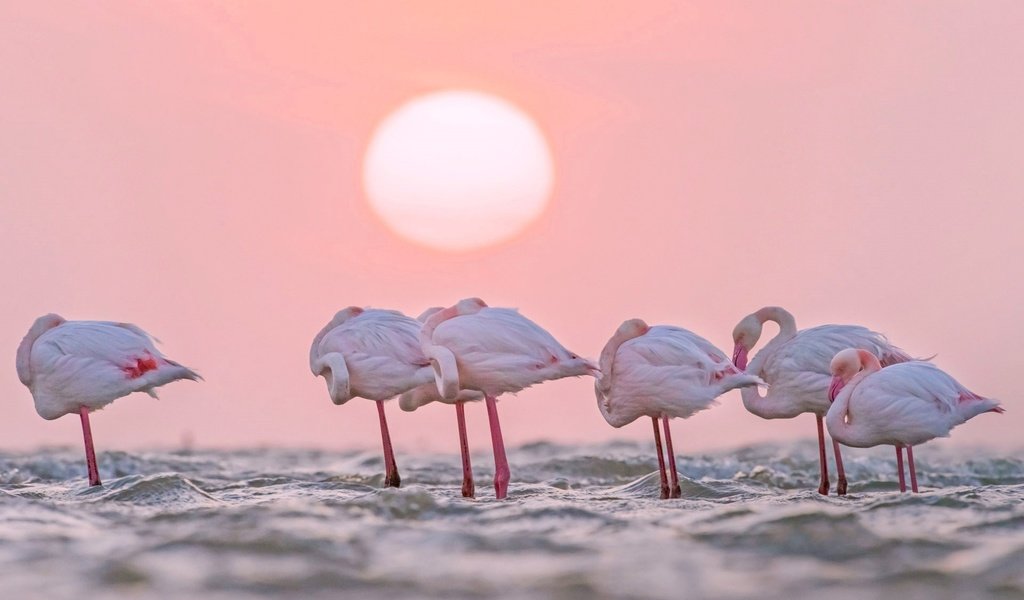 Обои вода, солнце, фламинго, африка, птицы, намибия, water, the sun, flamingo, africa, birds, namibia разрешение 1920x1200 Загрузить