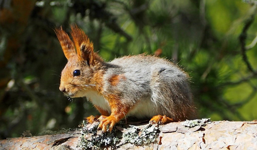 Обои дерево, животное, белка, зверек, белочка, грызун, tree, animal, protein, squirrel, rodent разрешение 4093x2786 Загрузить