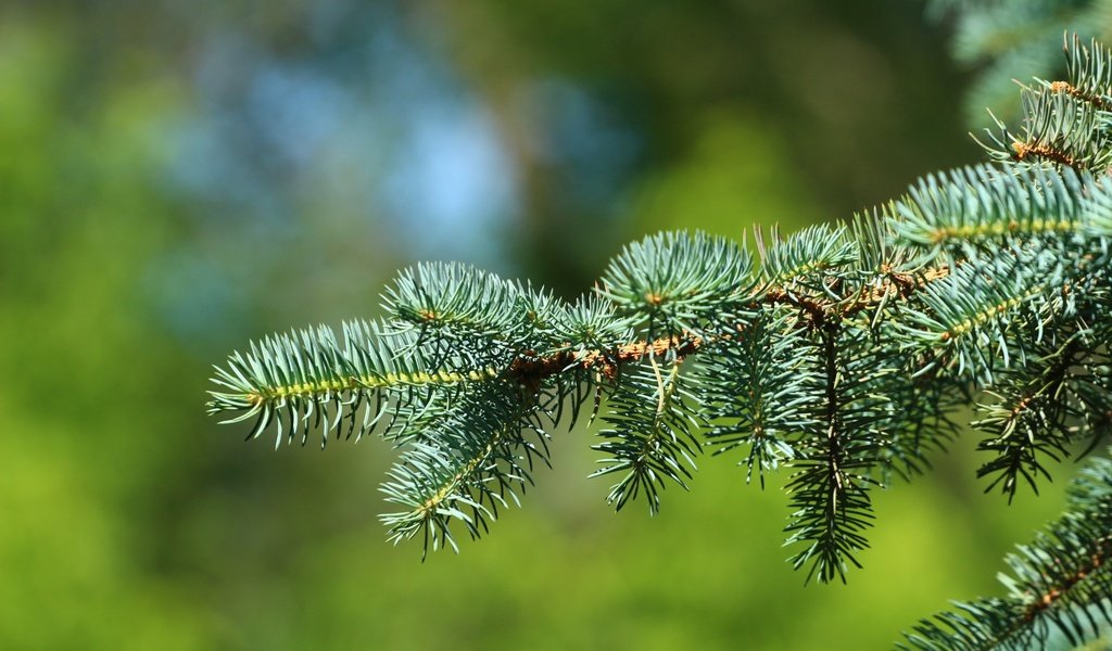 Обои ветка, хвоя, фон, ель, иголки, branch, needles, background, spruce разрешение 1920x1280 Загрузить
