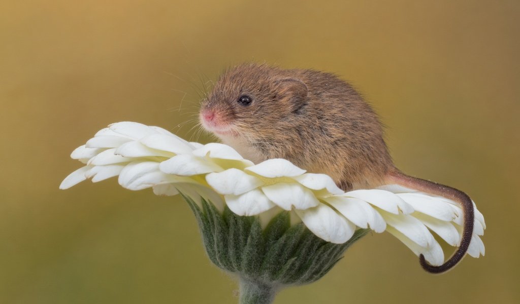 Обои макро, фон, цветок, мышь, мышка, гербера, грызун, мышь-малютка, macro, background, flower, mouse, gerbera, rodent, the mouse is tiny разрешение 3600x2252 Загрузить