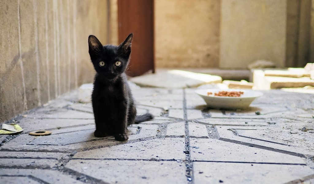 Обои глаза, взгляд, котенок, корм, миска, чёрная кошка, eyes, look, kitty, food, bowl, black cat разрешение 1920x1200 Загрузить