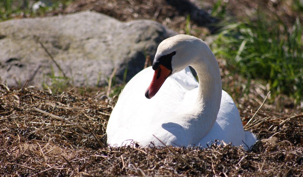 Обои природа, птица, клюв, перья, лебедь, nature, bird, beak, feathers, swan разрешение 4592x3056 Загрузить