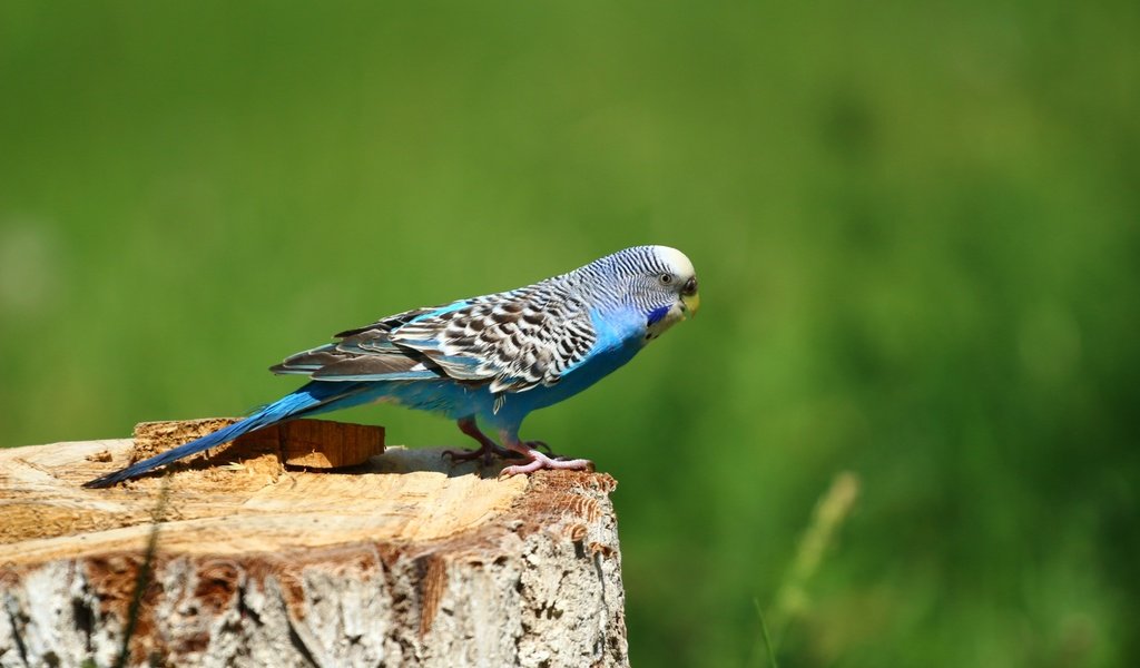 Обои фон, птица, птичка, попугай, пень, волнистый попугай, ааааааа, background, bird, parrot, stump, wavy parrot, aaaaaaa разрешение 1920x1280 Загрузить