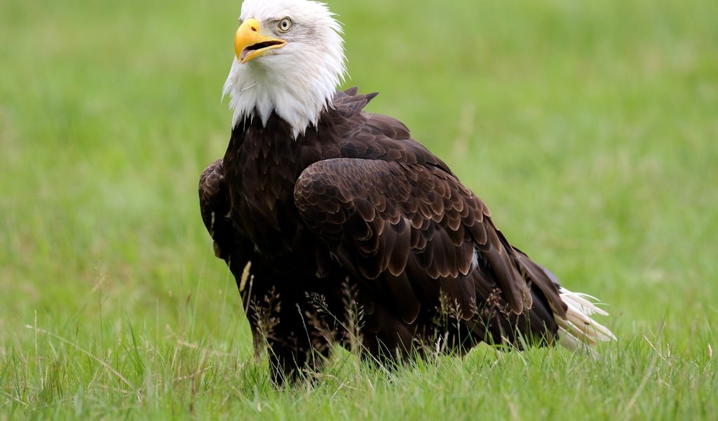 Обои трава, птица, клюв, белоголовый орлан, grass, bird, beak, bald eagle разрешение 5090x3393 Загрузить