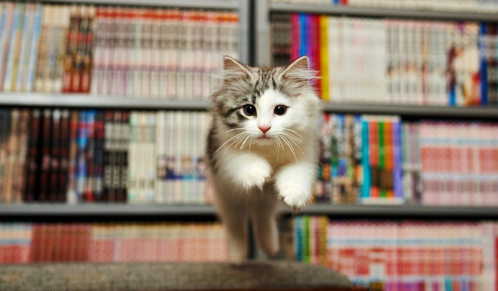 Обои книги, котенок, прыжок, мордашка, испуг, библиотека, books, kitty, jump, face, fright, library разрешение 5443x3062 Загрузить