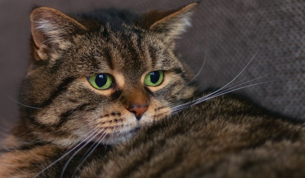 Обои глаза, фон, кот, усы, кошка, взгляд, зеленые глаза, eyes, background, cat, mustache, look, green eyes разрешение 3543x2362 Загрузить