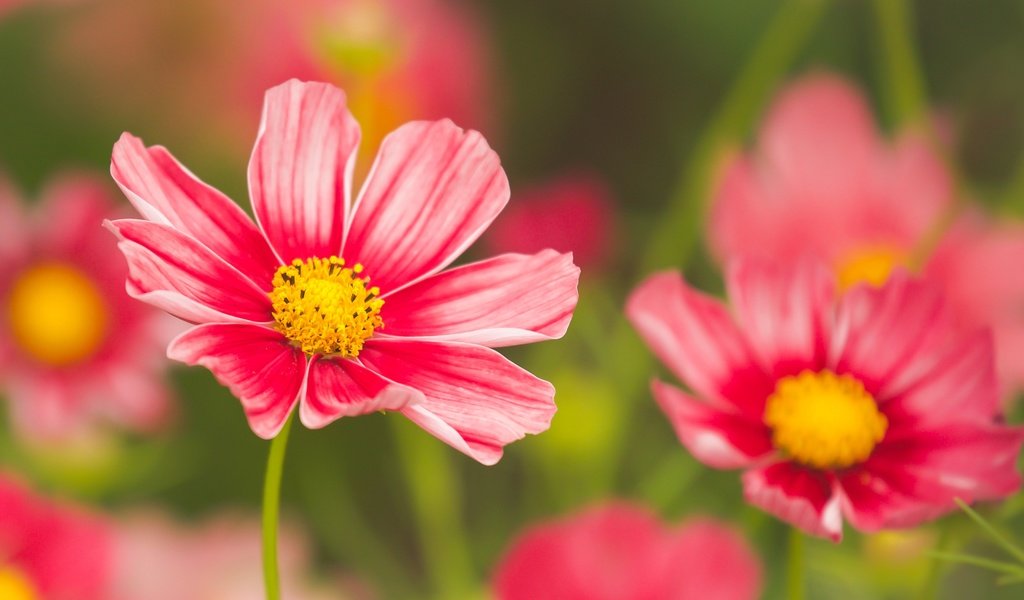 Обои цветы, лепестки, боке, космея, flowers, petals, bokeh, kosmeya разрешение 2400x1350 Загрузить