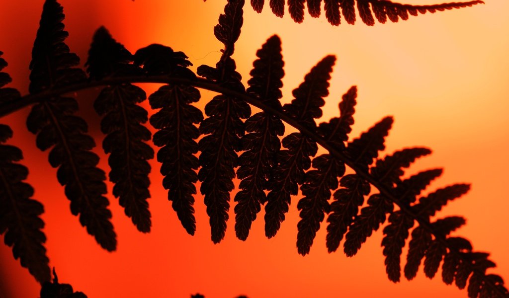 Обои природа, листья, силуэт, растение, папоротник, nature, leaves, silhouette, plant, fern разрешение 5184x3456 Загрузить