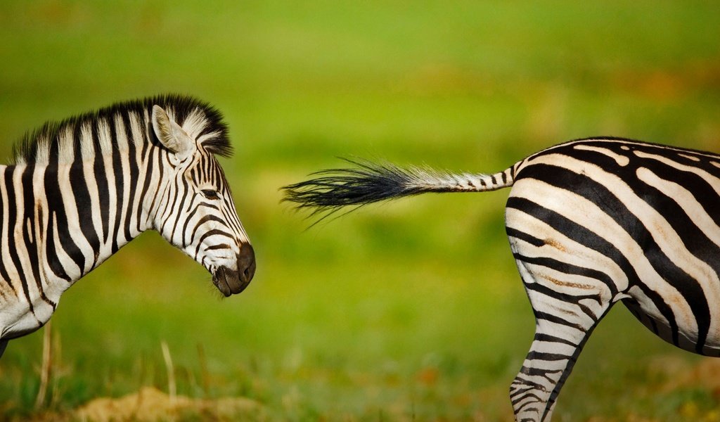 Обои зебра, животные, размытость, африка, юар, zebra, animals, blur, africa, south africa разрешение 1920x1200 Загрузить