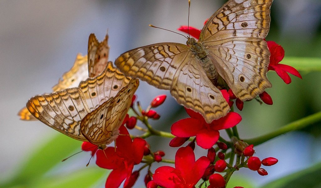 Обои природа, цветок, бабочка, крылья, насекомые, бабочки, anartia jatropha, nature, flower, butterfly, wings, insects, surrounding jatropha разрешение 2048x1496 Загрузить