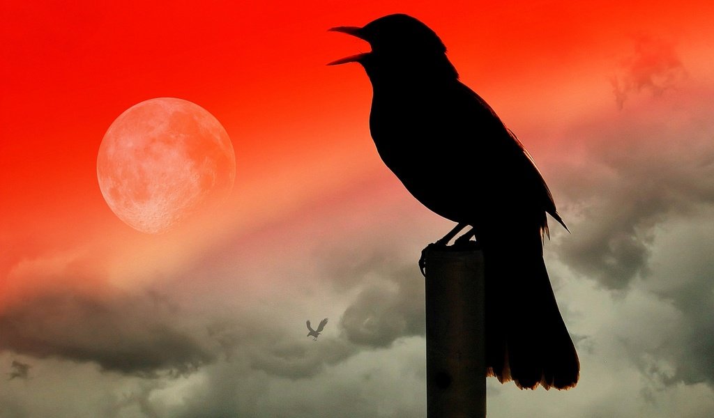 Обои птица, клюв, силуэт, ворон, коллаж, bird, beak, silhouette, raven, collage разрешение 2048x1320 Загрузить