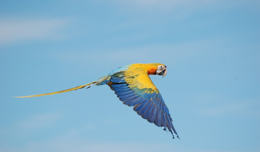 Обои небо, полет, крылья, птица, клюв, хвост, попугай, ара, the sky, flight, wings, bird, beak, tail, parrot, ara разрешение 3008x2000 Загрузить