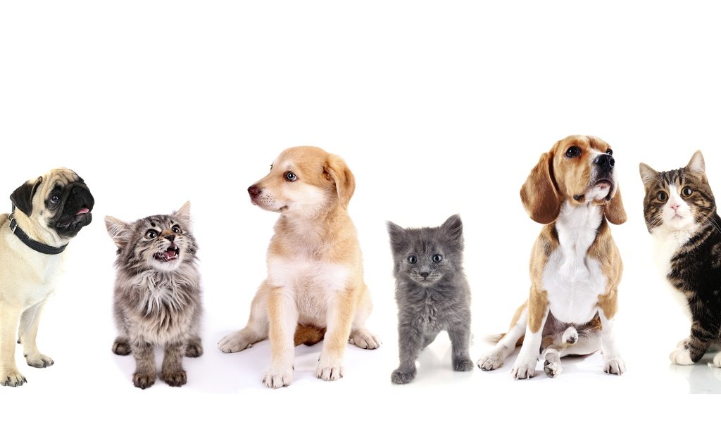 Обои кот, ретривер, котенок, бигль, щенок, белый фон, кошки, друзья, собаки, мопс, cat, retriever, kitty, beagle, puppy, white background, cats, friends, dogs, pug разрешение 5680x2400 Загрузить
