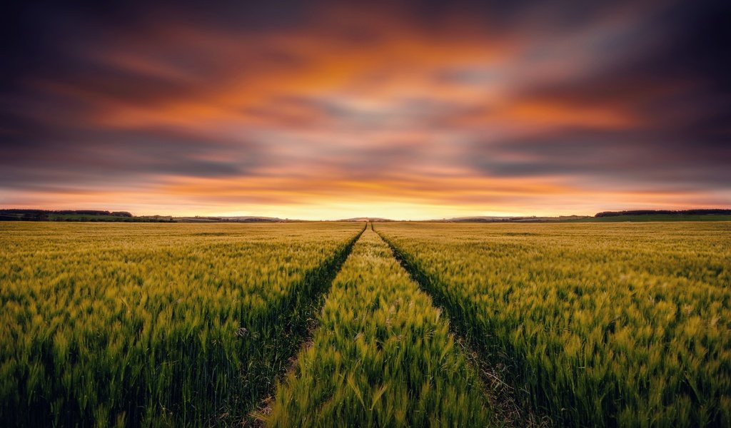 Обои небо, закат, поле, горизонт, колосья, пшеница, the sky, sunset, field, horizon, ears, wheat разрешение 4928x3264 Загрузить