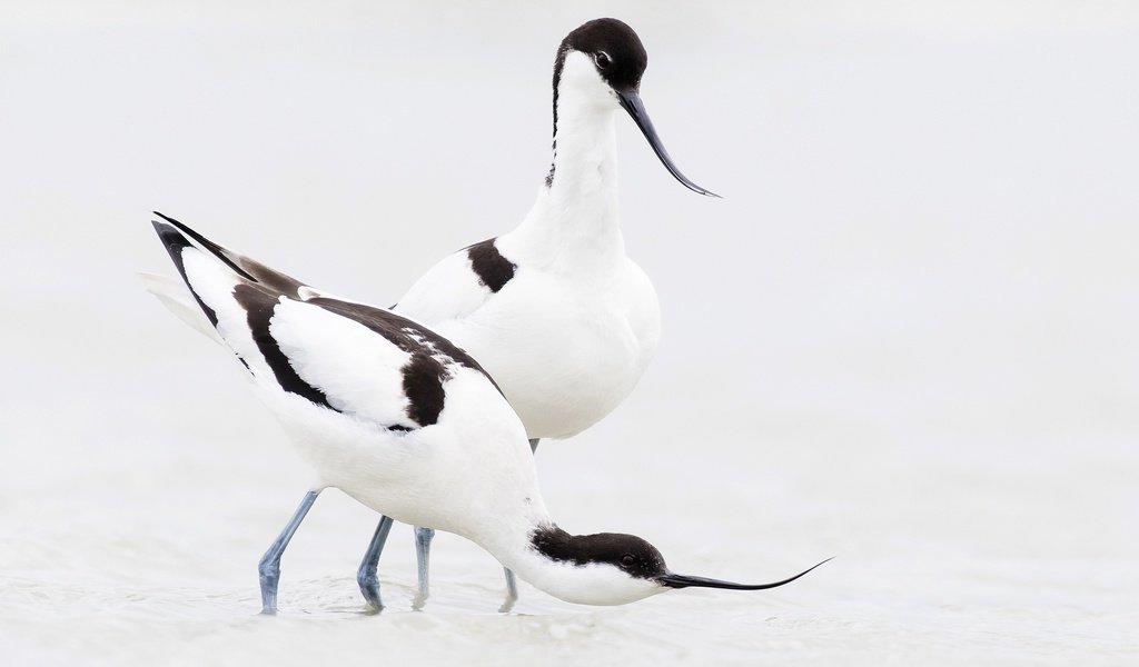 Обои птица, клюв, пара, шилоклювка, bird, beak, pair, pied avocet разрешение 2048x1233 Загрузить