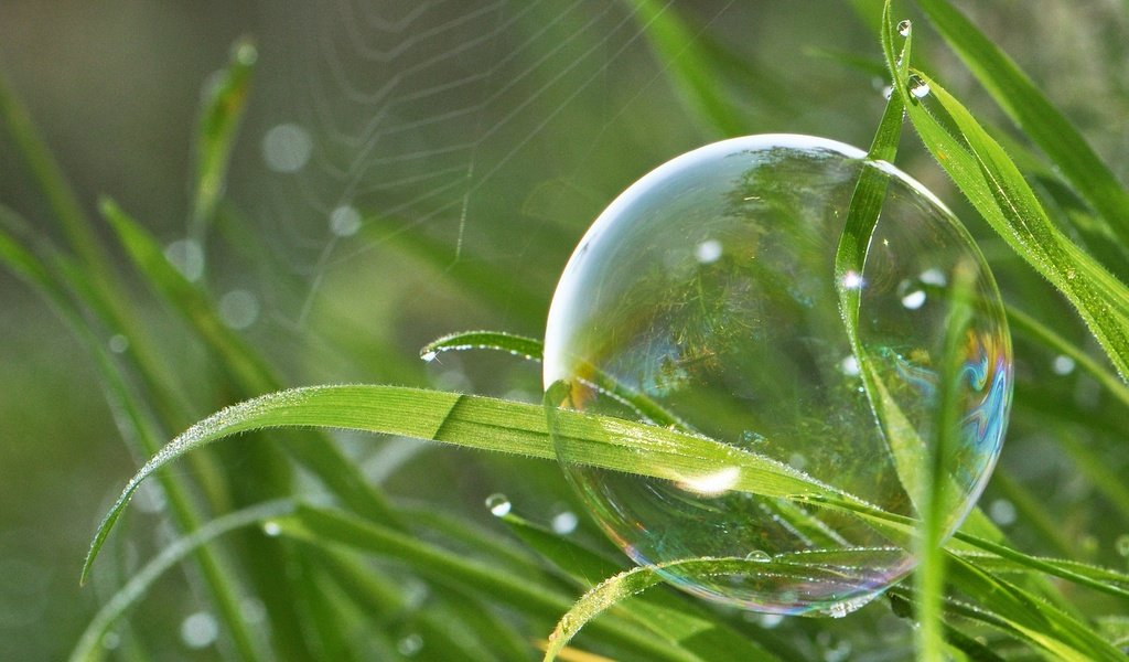 Обои трава, природа, макро, капли, паутина, боке, мыльный пузырь, grass, nature, macro, drops, web, bokeh, bubble разрешение 2048x1366 Загрузить