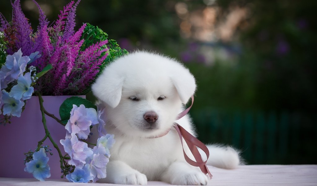 Обои цветы, мордочка, взгляд, собака, щенок, самоед, акита, flowers, muzzle, look, dog, puppy, samoyed, akita разрешение 2880x1800 Загрузить