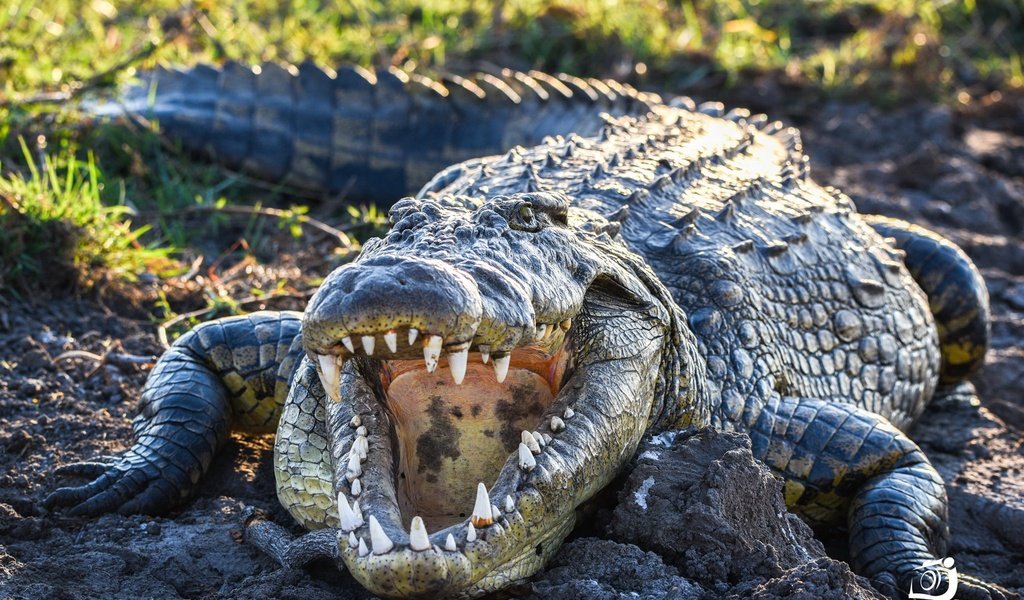 Обои зубы, крокодил, пасть, пресмыкающиеся, teeth, crocodile, mouth, reptiles разрешение 2048x1254 Загрузить