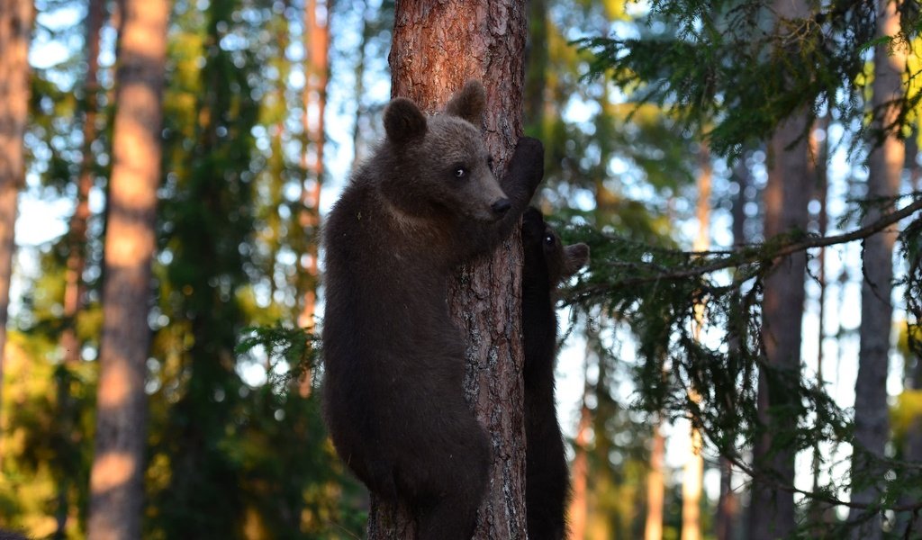 Обои деревья, лес, медведи, медвежата, trees, forest, bears разрешение 2048x1356 Загрузить