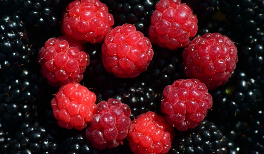 Обои макро, малина, ягоды, ежевика, macro, raspberry, berries, blackberry разрешение 6000x4000 Загрузить