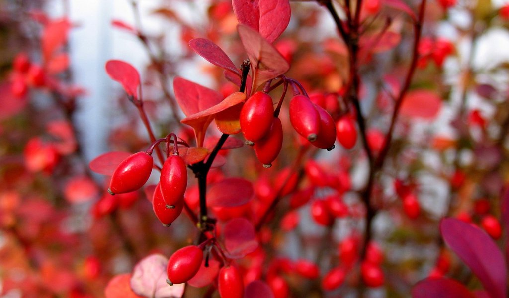 Обои листья, макро, ветки, осень, ягоды, куст, барбарис, leaves, macro, branches, autumn, berries, bush, barberry разрешение 1920x1200 Загрузить