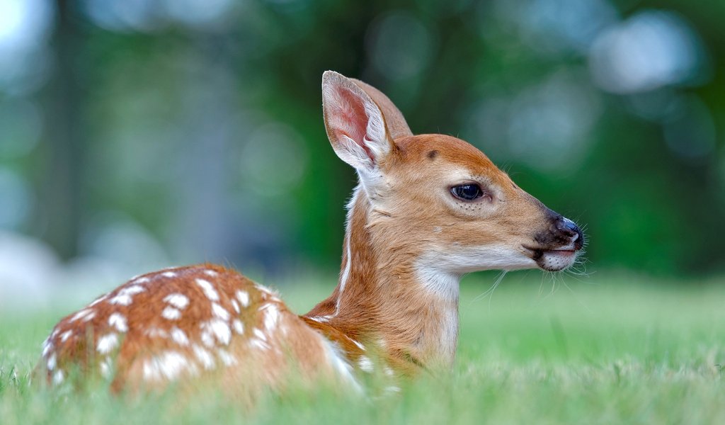 Обои трава, олень, профиль, животное, олененок, peter kefali, grass, deer, profile, animal, fawn разрешение 1920x1200 Загрузить