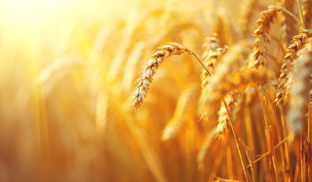 Обои природа, макро, поле, размытость, колосья, пшеница, злаки, nature, macro, field, blur, ears, wheat, cereals разрешение 2560x1600 Загрузить