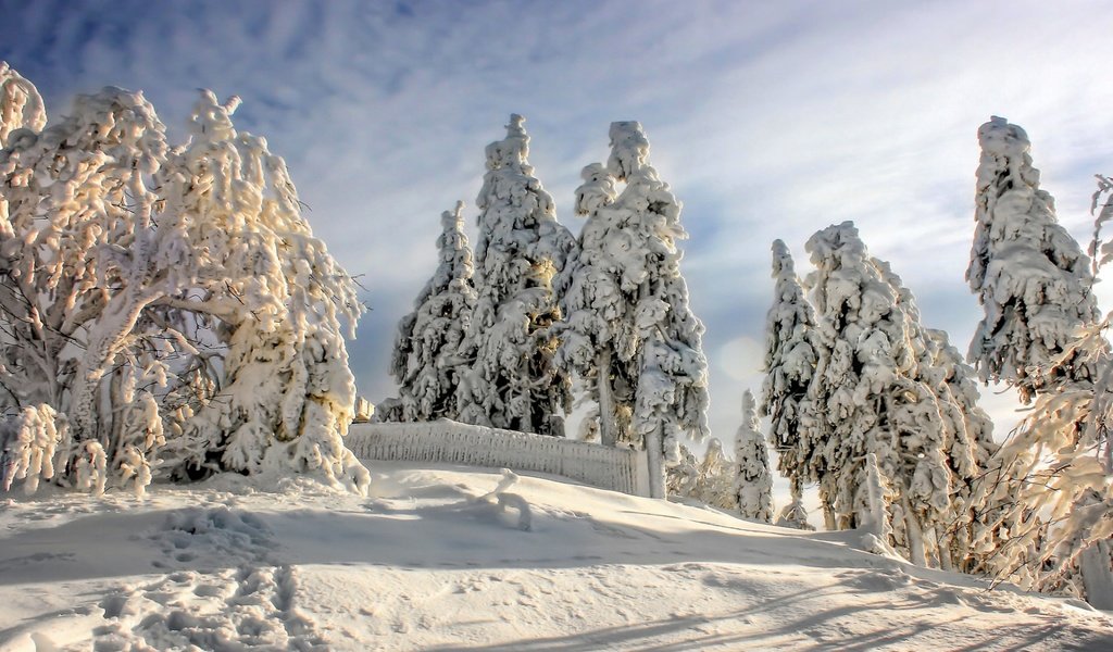 Обои небо, облака, деревья, снег, природа, лес, зима, следы, the sky, clouds, trees, snow, nature, forest, winter, traces разрешение 1920x1200 Загрузить