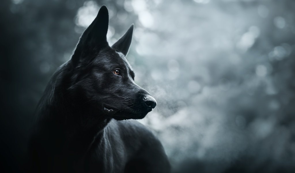 Обои морда, собака, черная, немецкая овчарка, красивая, face, dog, black, german shepherd, beautiful разрешение 2048x1365 Загрузить