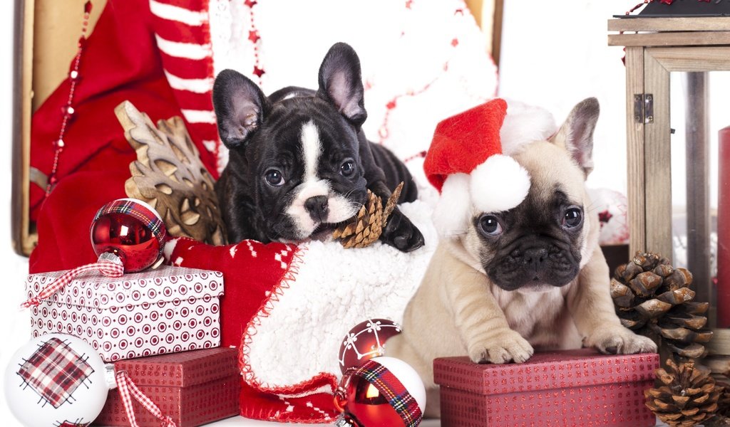 Обои новый год, год, елка, французский бульдог, подарки, щенки, рождество, шишки, елочные украшения, собаки, new year, year, tree, french bulldog, gifts, puppies, christmas, bumps, christmas decorations, dogs разрешение 2880x1800 Загрузить