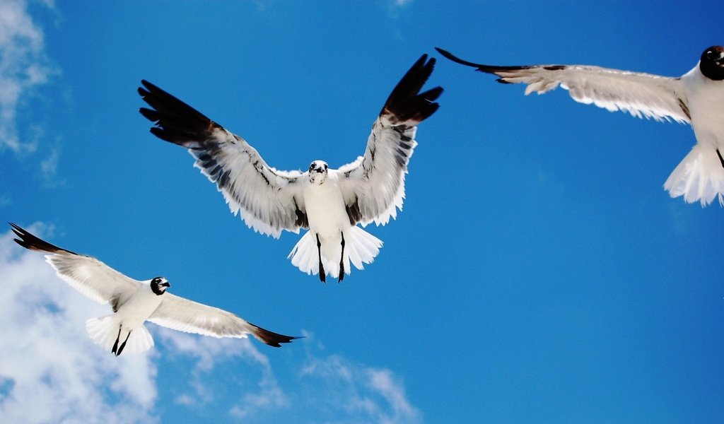 Обои небо, полет, крылья, птицы, чайки, the sky, flight, wings, birds, seagulls разрешение 1920x1080 Загрузить
