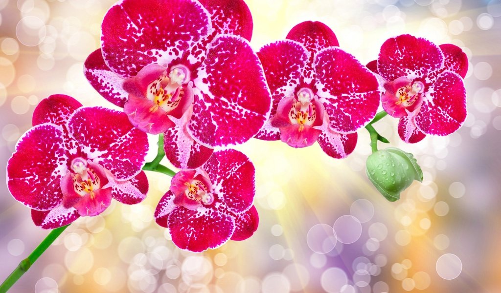 Обои цветы, лепестки, блики, орхидеи, flowers, petals, glare, orchids разрешение 2560x1600 Загрузить