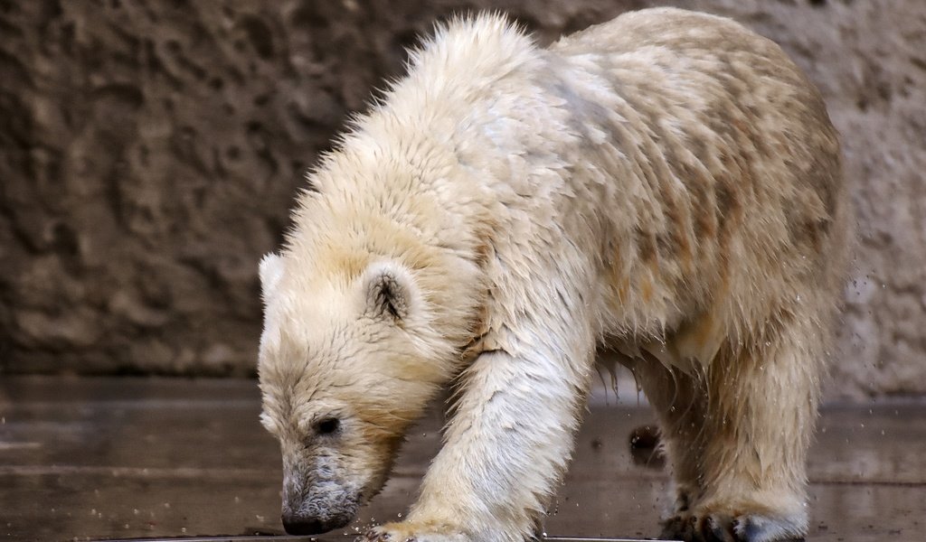 Обои медведь, хищник, животное, белый медведь, зоопарк, медвежонок, мокрый, bear, predator, animal, polar bear, zoo, wet разрешение 2000x1460 Загрузить