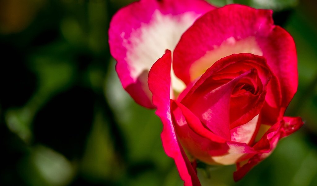 Обои макро, цветок, роза, лепестки, бутон, боке, macro, flower, rose, petals, bud, bokeh разрешение 3000x2115 Загрузить