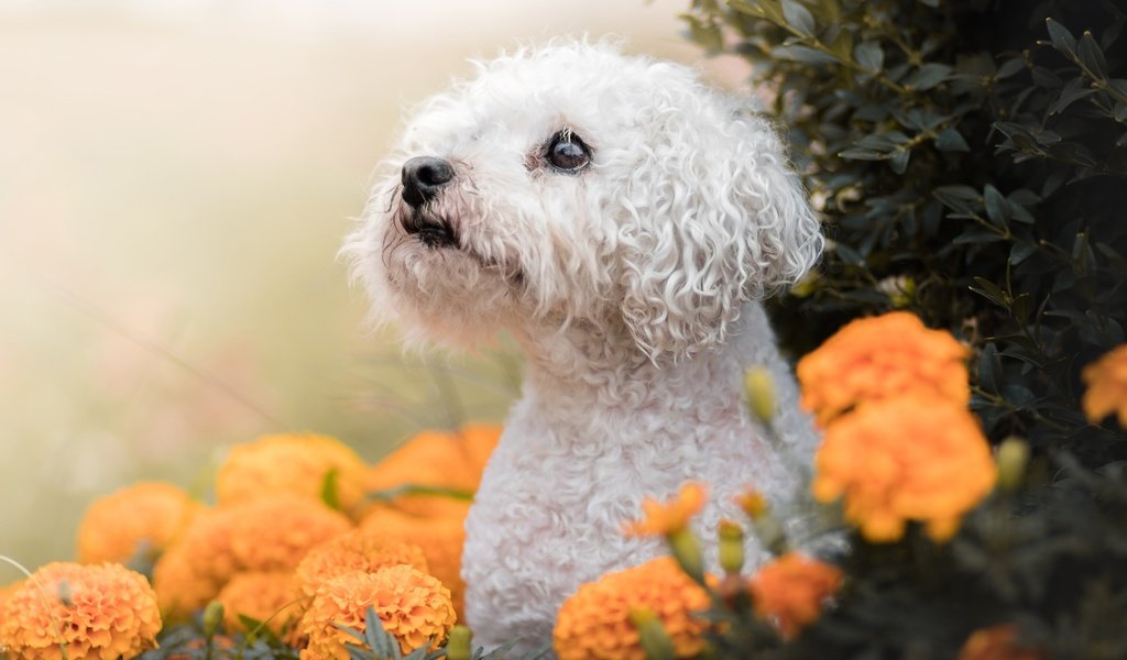 Обои морда, цветы, взгляд, собака, пудель, бархатцы, болонка, audrey bellot, face, flowers, look, dog, poodle, marigolds, lapdog разрешение 6000x4000 Загрузить
