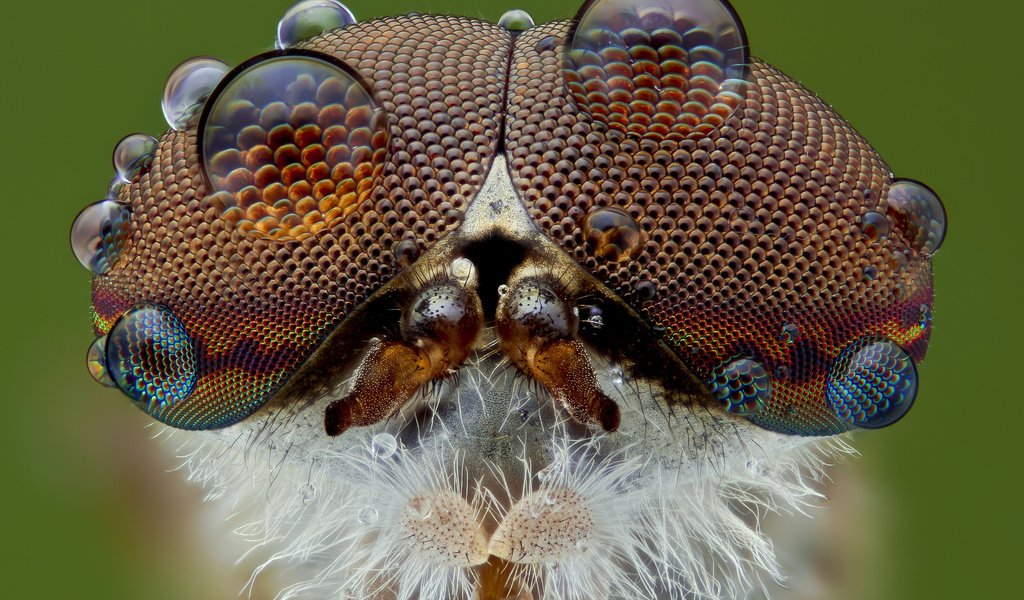 Обои глаза, макро, насекомое, фон, капли, муха, слепень, eyes, macro, insect, background, drops, fly разрешение 1920x1200 Загрузить