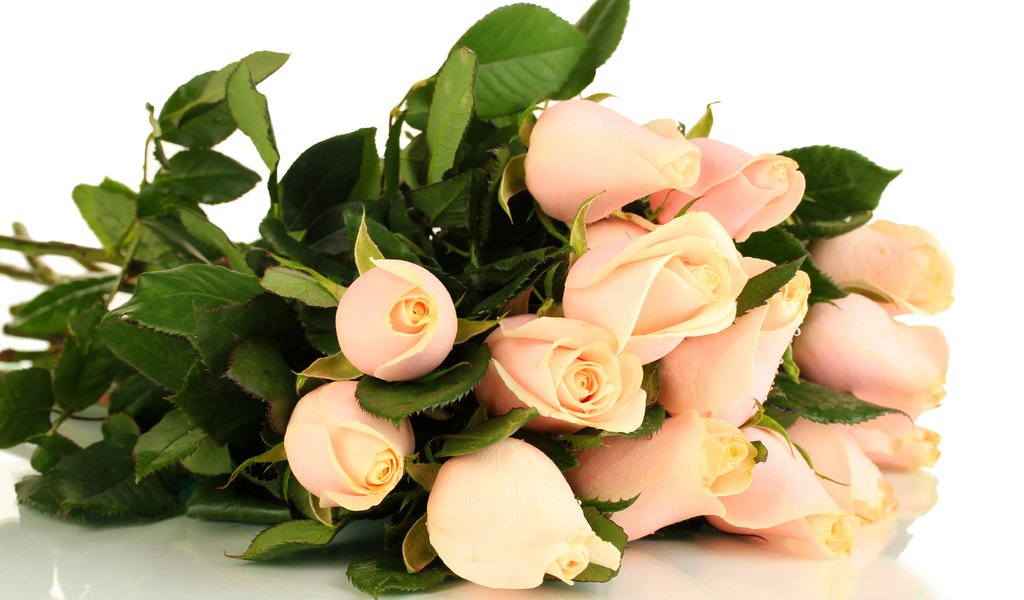 Обои цветы, бутоны, розы, букет, розовый, flowers, buds, roses, bouquet, pink разрешение 5000x3333 Загрузить