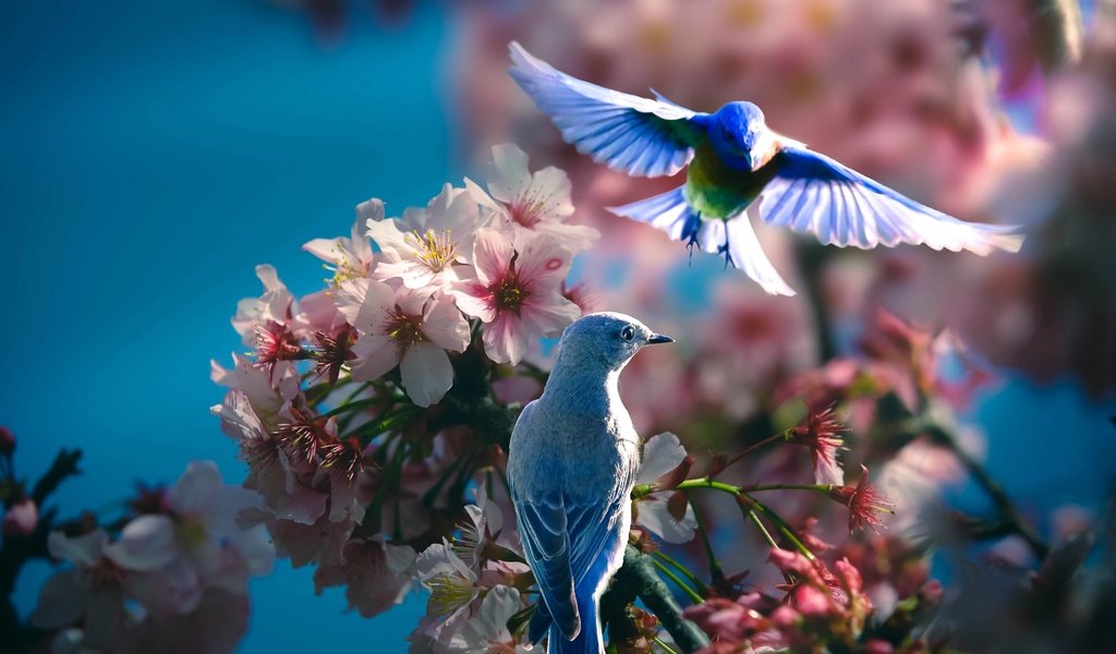 Обои природа, цветение, ветки, птицы, весна, пара, синица, thai phung, hai hung, nature, flowering, branches, birds, spring, pair, tit разрешение 2048x1365 Загрузить