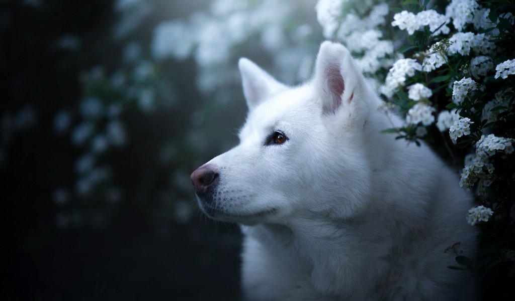 Обои морда, портрет, взгляд, собака, хаски, цветки, боке, face, portrait, look, dog, husky, flowers, bokeh разрешение 2048x1365 Загрузить