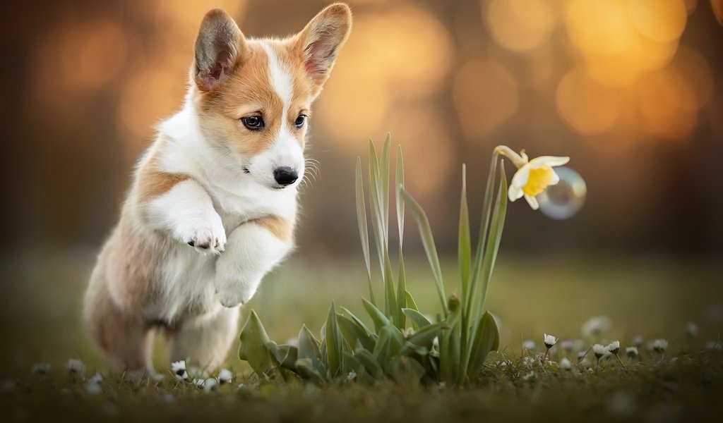 Обои цветок, собака, корги, flower, dog, corgi разрешение 2048x1365 Загрузить