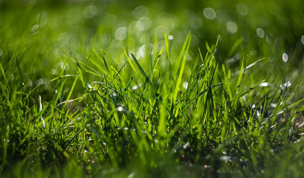 Обои трава, природа, макро, боке, grass, nature, macro, bokeh разрешение 2185x1457 Загрузить