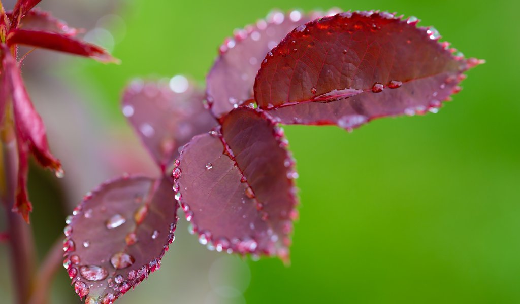 Обои природа, листья, макро, роза, зеленый фон, крупным планом, капли дождя, nature, leaves, macro, rose, green background, closeup, raindrops разрешение 2304x1536 Загрузить