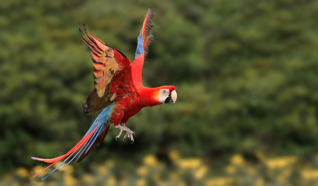 Обои полет, крылья, птица, попугай, ара, боке, flight, wings, bird, parrot, ara, bokeh разрешение 1920x1080 Загрузить