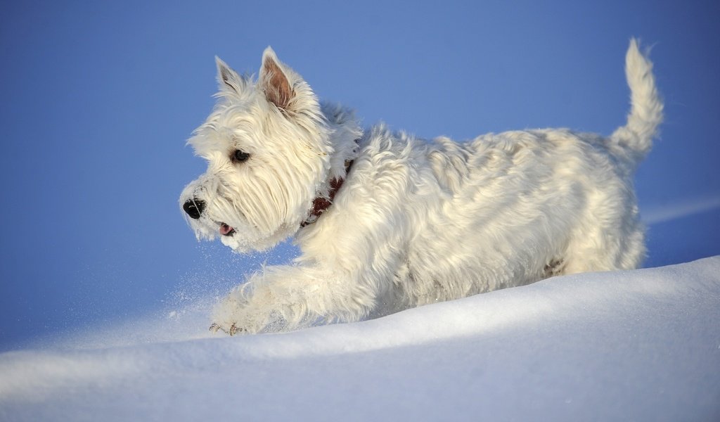 Обои снег, зима, собака, вест-хайленд-уайт-терьер, snow, winter, dog, the west highland white terrier разрешение 2880x1898 Загрузить
