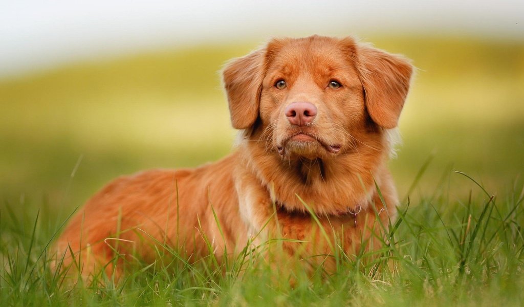 Обои трава, мордочка, взгляд, собака, новошотландский ретривер, grass, muzzle, look, dog, nova scotia duck tolling retriever разрешение 1920x1080 Загрузить