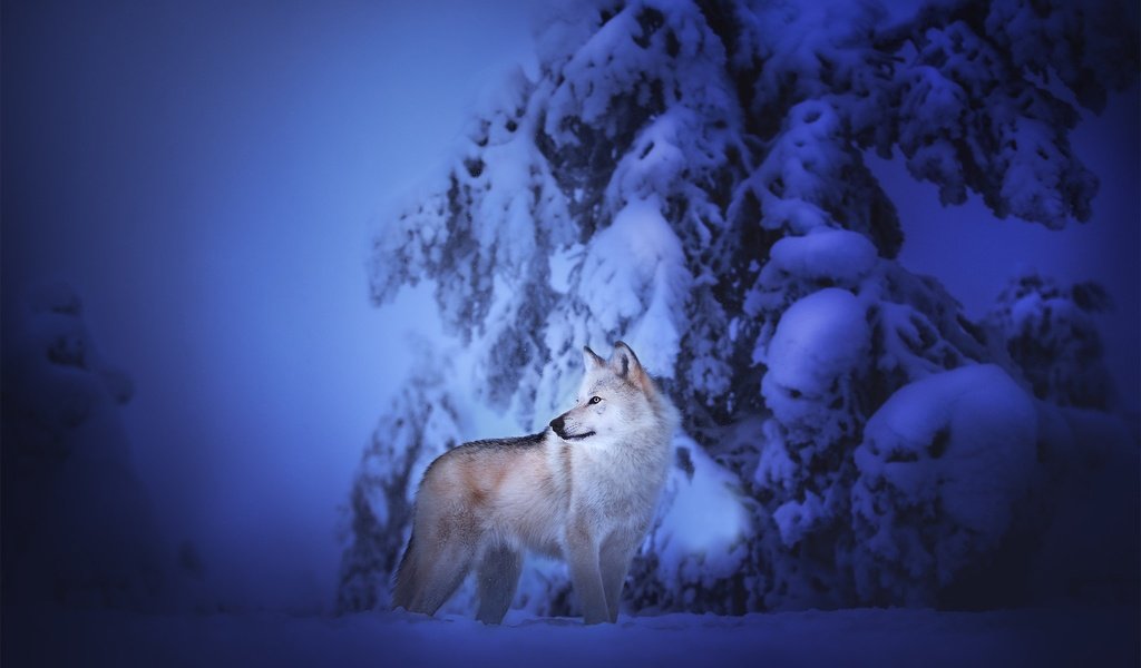 Обои снег, зима, собака, чехословацкая волчья собака, чехословацкий влчак, snow, winter, dog, the czechoslovakian wolfdog, czechoslovakian, wolfdog разрешение 2048x1365 Загрузить
