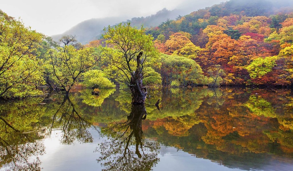 Обои деревья, озеро, лес, отражение, осень, trees, lake, forest, reflection, autumn разрешение 1920x1200 Загрузить