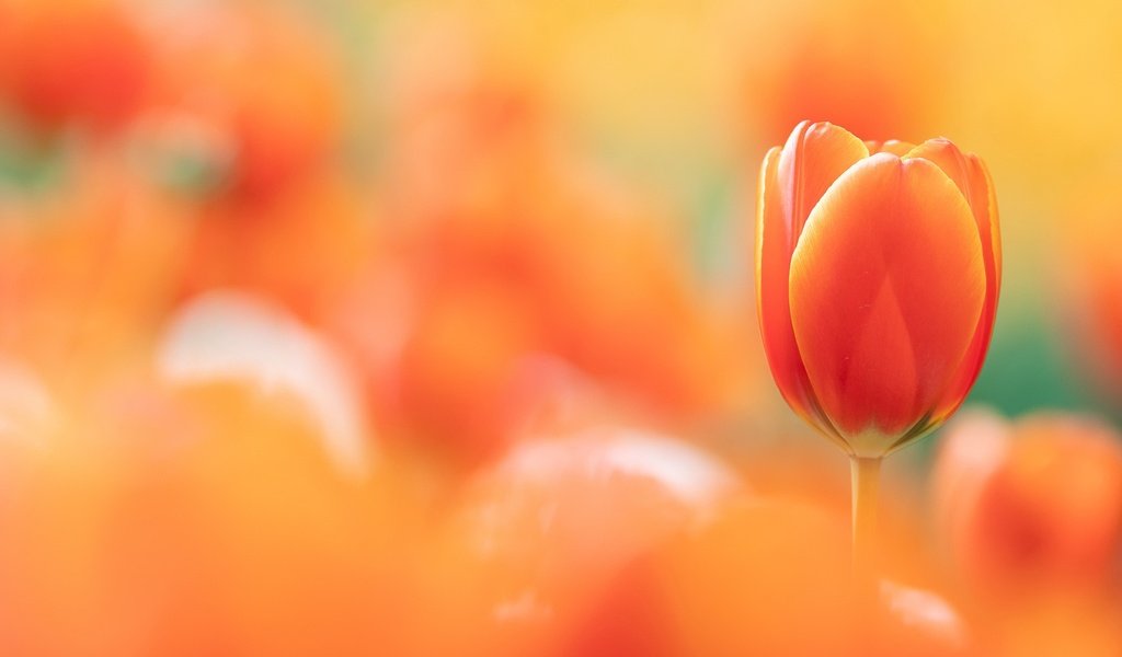 Обои фон, тюльпан, background, tulip разрешение 2048x1300 Загрузить