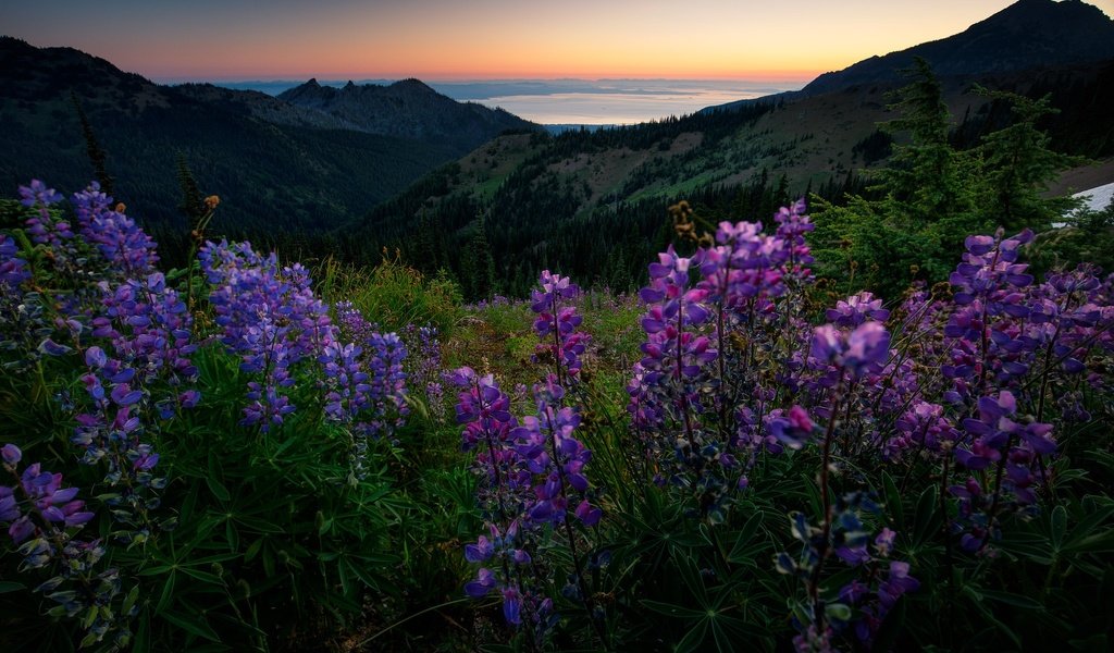 Обои цветы, горы, лес, лето, луг, даль, люпины, flowers, mountains, forest, summer, meadow, dal, lupins разрешение 2048x1365 Загрузить